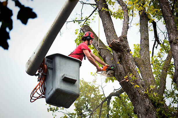 Professional Tree Service in Clearwater, FL